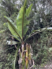 Ensete