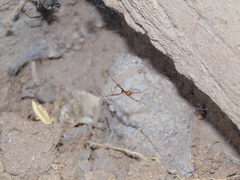 Latrodectus hesperus