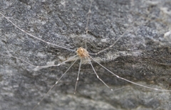 Leuronychus pacificus