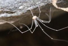 Leuronychus pacificus