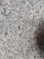 Monomorium pharaonis