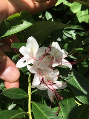 Rhododendron arborescens