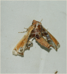 Eutelia pulcherrimus