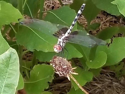 Dythemis fugax