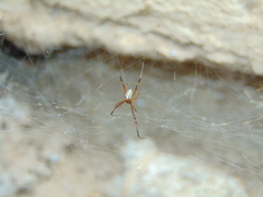 Latrodectus hesperus