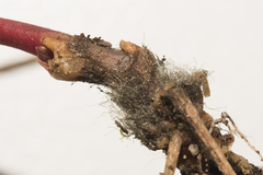Botrytis
