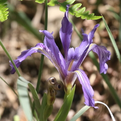 Iris hartwegii australis