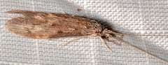 Oecetis cinerascens