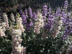 Lupinus grayi
