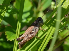 Melanoplus fasciatus