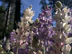 Lupinus grayi