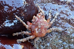 Schizophrys rufescens