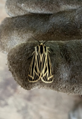 Apantesis virguncula