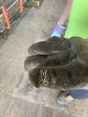 Apantesis virguncula