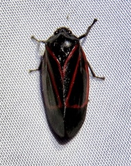 Tomaspis inclusa