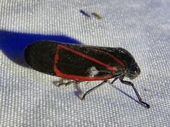 Tomaspis inclusa