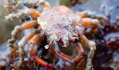 Schizophrys rufescens