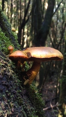 Gymnopilus chilensis