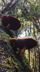 Gymnopilus chilensis