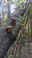 Gymnopilus chilensis