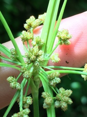 Scirpus polyphyllus
