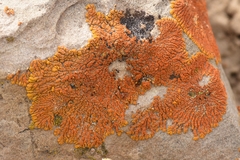 Xanthomendoza trachyphylla