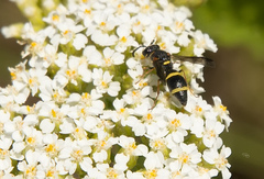 Parancistrocerus perennis