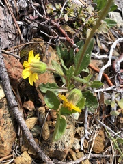 Arnica cernua
