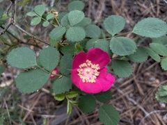 Rosa bridgesii