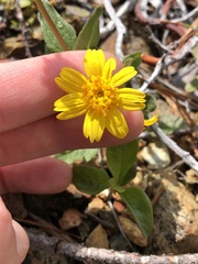 Arnica cernua