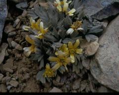 Ranunculus crithmifolius