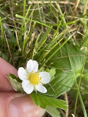 Fragaria vesca