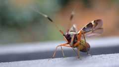 Closterotomus biclavatus