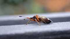 Closterotomus biclavatus