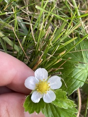 Fragaria vesca