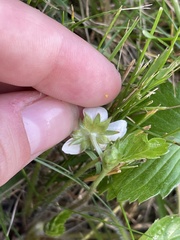 Fragaria vesca