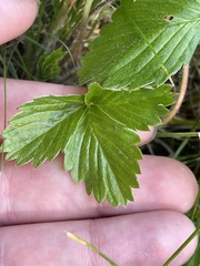 Fragaria vesca
