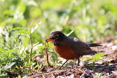 Turdus migratorius