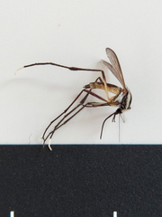 Psorophora longipalpus