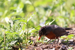 Turdus migratorius
