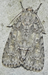 Acronicta immodica