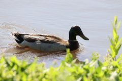 Anas platyrhynchos