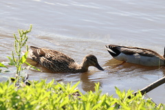 Anas platyrhynchos