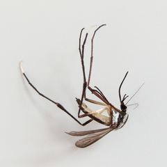 Psorophora longipalpus