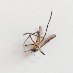 Psorophora longipalpus