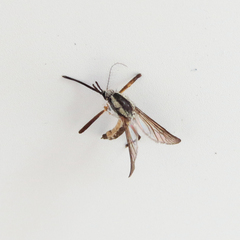 Psorophora longipalpus