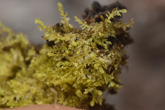 Cephaloziellaceae