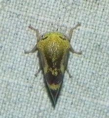 Ophiderma evelyna