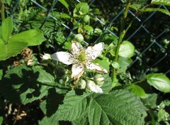 Rubus lainzii