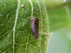 Agallia quadripunctata